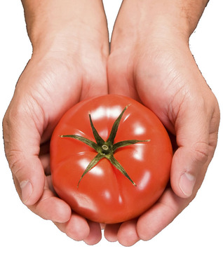 Raising Godly Tomatoes L. Elizabeth Krueger Book Cover